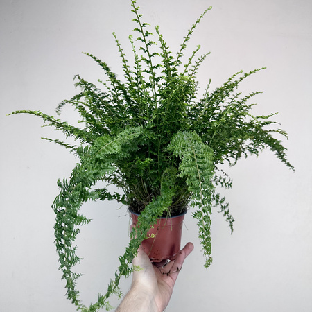 Paproć Green Fantasy Nephrolepis P12