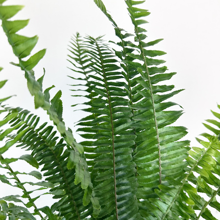 Paproć Cordata Nephrolepis exaltata P13