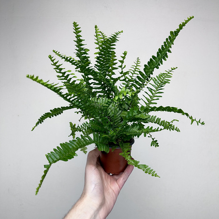 Paproć Cordata Nephrolepis exaltata P9