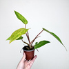 Philodendron Painted Lady Filodendron P9