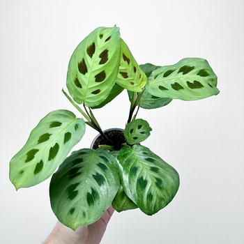 Maranta Leuconeura Kerchoveana P9