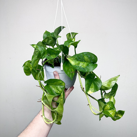 Epipremnum pinnatum Global Green P17 wisząca