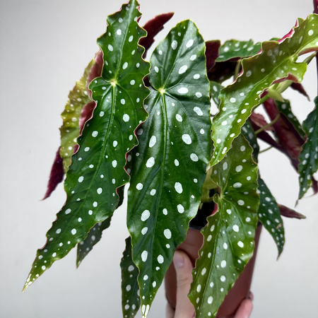 Begonia maculata Wightii Begonia koralowa P14