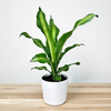 Dracaena Fragrans Burley Dracena Wonna P12