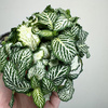Fittonia Fitonia biało-zielona