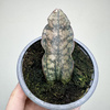Sansevieria Star Canyon Granite Sansewieria P9