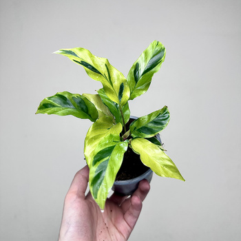 Calathea Yellow Fusion Kalatea P11