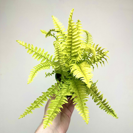 Paproć Nephrolepis Boston Blonde Nefrolepis wyniosły P9