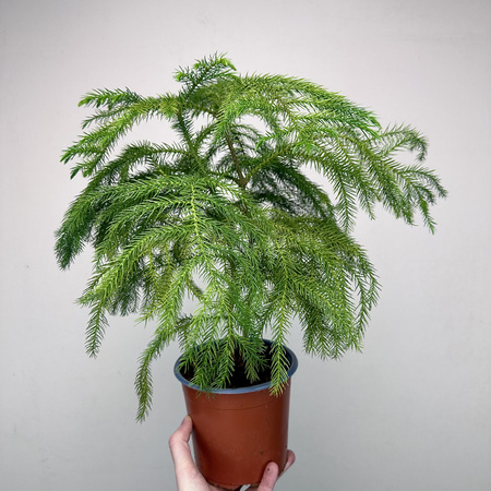 Araukaria Araucaria Podwójna P14