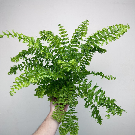 Paproć Nephrolepis biserrata Fishtail P13