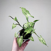Syngonium Batik Zroślicha P9