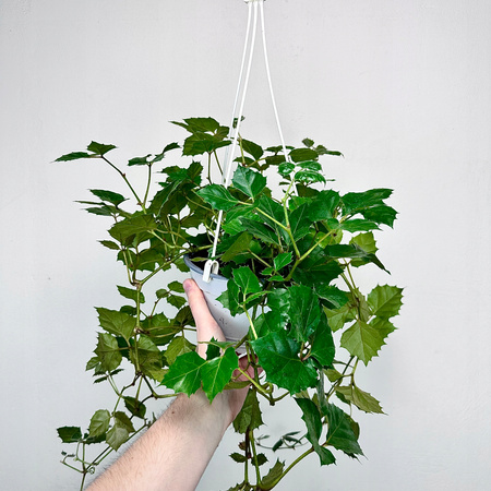 Cissus rombolistny P17 wisząca
