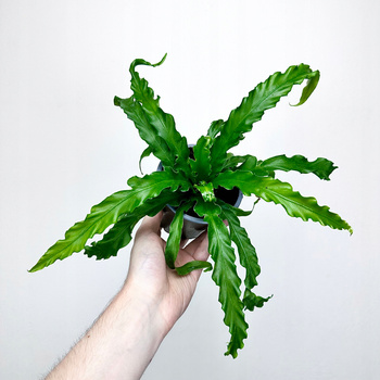 Asplenium Antiquum Osaka Paproć Zanokcica P11