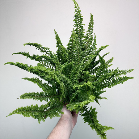 Paproć Fluffy Ruffles Nephrolepis exaltata P12