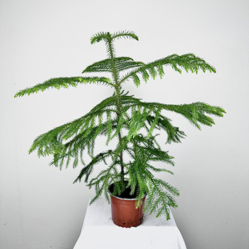 Araukaria Araucaria XXL