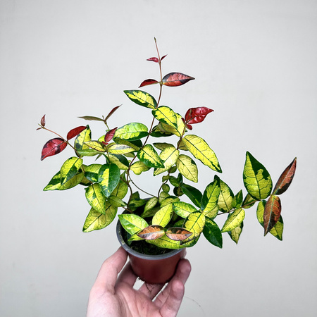 Jaśmin Azjatycki Summer Sunset Trachelospermum asiaticum P9