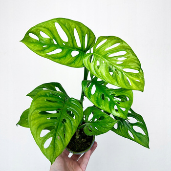 Monstera Adansonii Monkey Mask P9