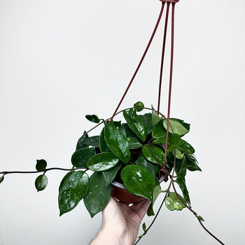 Hoya Silver Flake Hoja P17 wisząca