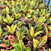 Kroton Petra Codiaeum P14