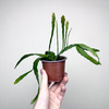 Disocactus quetzaltecus P9