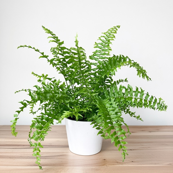 Paproć Nephrolepis biserrata Fishtail P13