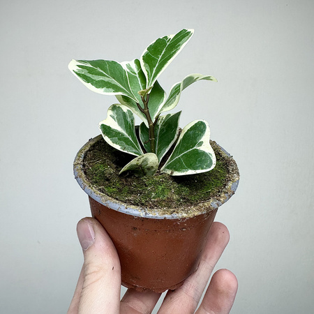 Fikus triangularis Sweetheart Ficus P9