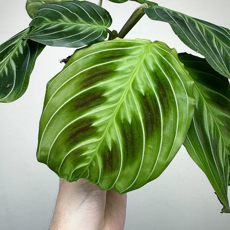 Maranta Noid Cat Moustache P9