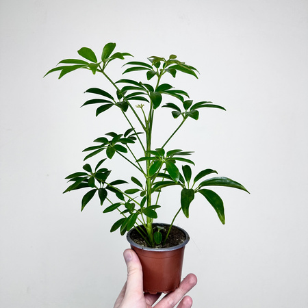 Schefflera Arboricola Luseana Szeflera Drzewiasta P9