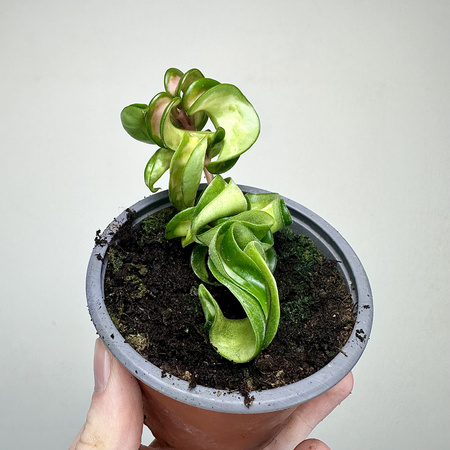 Hoya carnosa compacta Mauna Loa Hoja P9