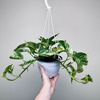 Epipremnum aureum Marble Queen P17 wisząca