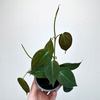 Philodendron Scandens Micans Filodendron P9