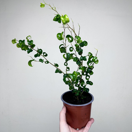 Ficus Benjamina Barok Figowiec Fikus P12