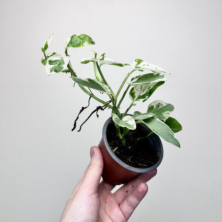 Epipremnum Pearls and Jade | White Panther