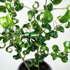 Ficus Benjamina Barok Figowiec Fikus P9