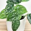 Scindapsus Pictus Argyraeus Scindapsus pstry P7