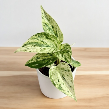 Epipremnum aureum Snow Queen P9