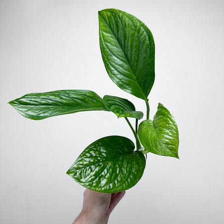 Monstera pinnatipartita P9