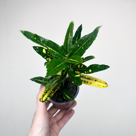 Kroton Sunny Star Codiaeum P9
