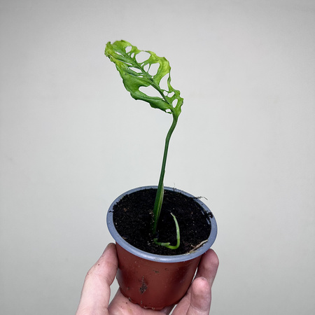 Monstera obliqua Peru P9