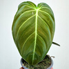 Philodendron Melanochrysum Filodendron P9