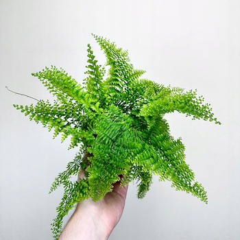 Paproć Nephrolepis Exaltata Marissa P11