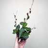 Parthenocissus Amazonica Jungle Vine Cissus P9