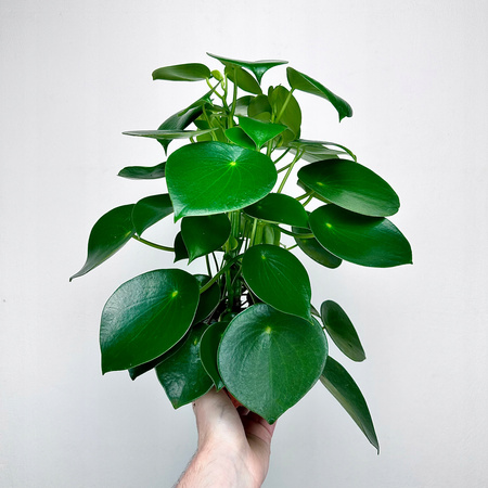 Peperomia polybotrya Raindrop P12