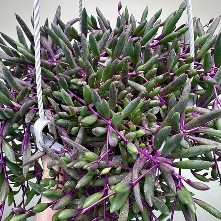 Senecio Purple Flash | Othonna Ruby Necklace P15 wisząca