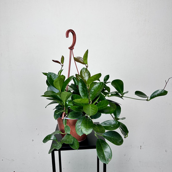 Hoya Australis Hoja P19 wisząca