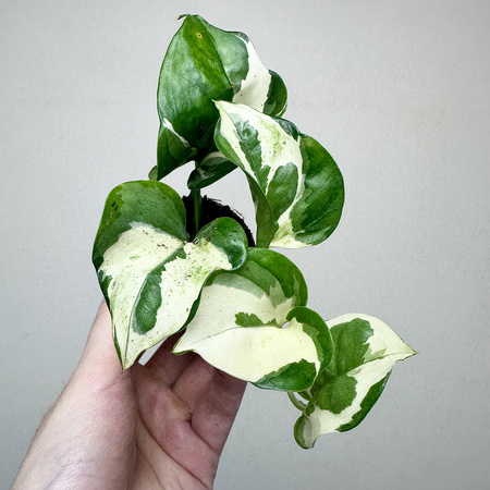 Epipremnum N'Joy P6