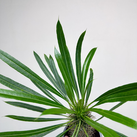 Pachypodium lamerei palma Madagaskaru P11