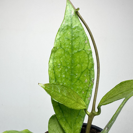 Hoya Germany Pa La U Hoja