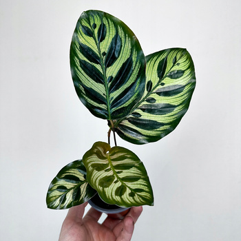 Calathea Makoyana Kalatea Makoya P9