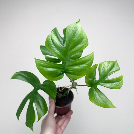 Monstera Minima Rhaphidophora tetrasperma P9